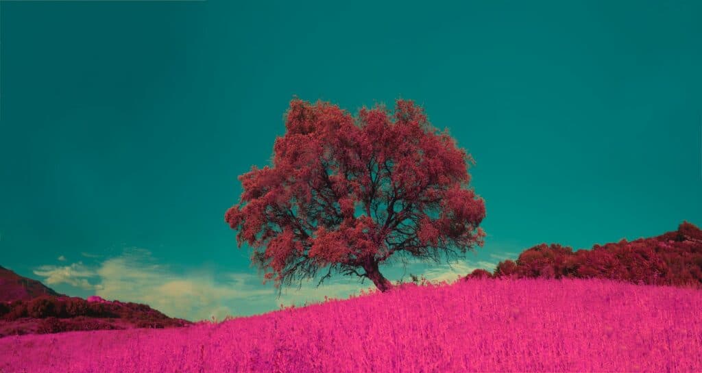 pink leafed tree under the blue sky