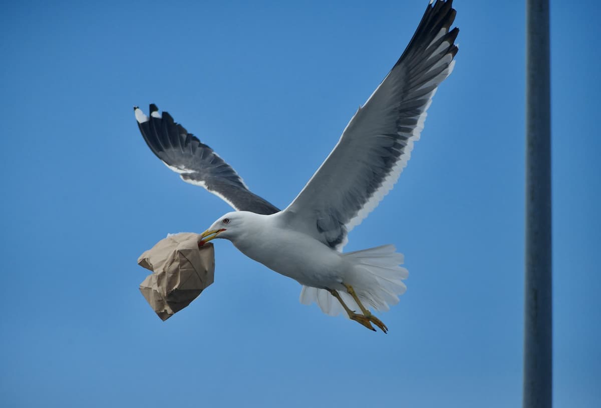 a bird flying in the sky