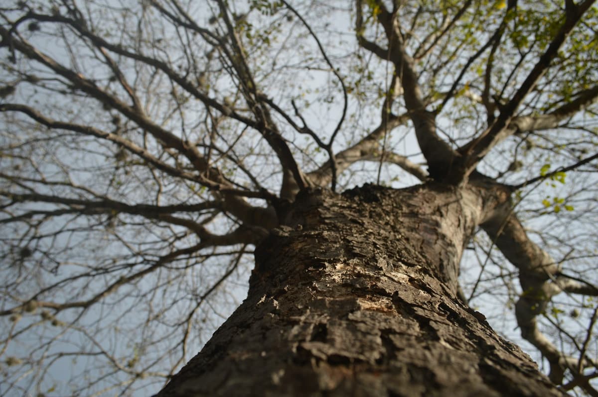 looking up at a tall tree with no leaves